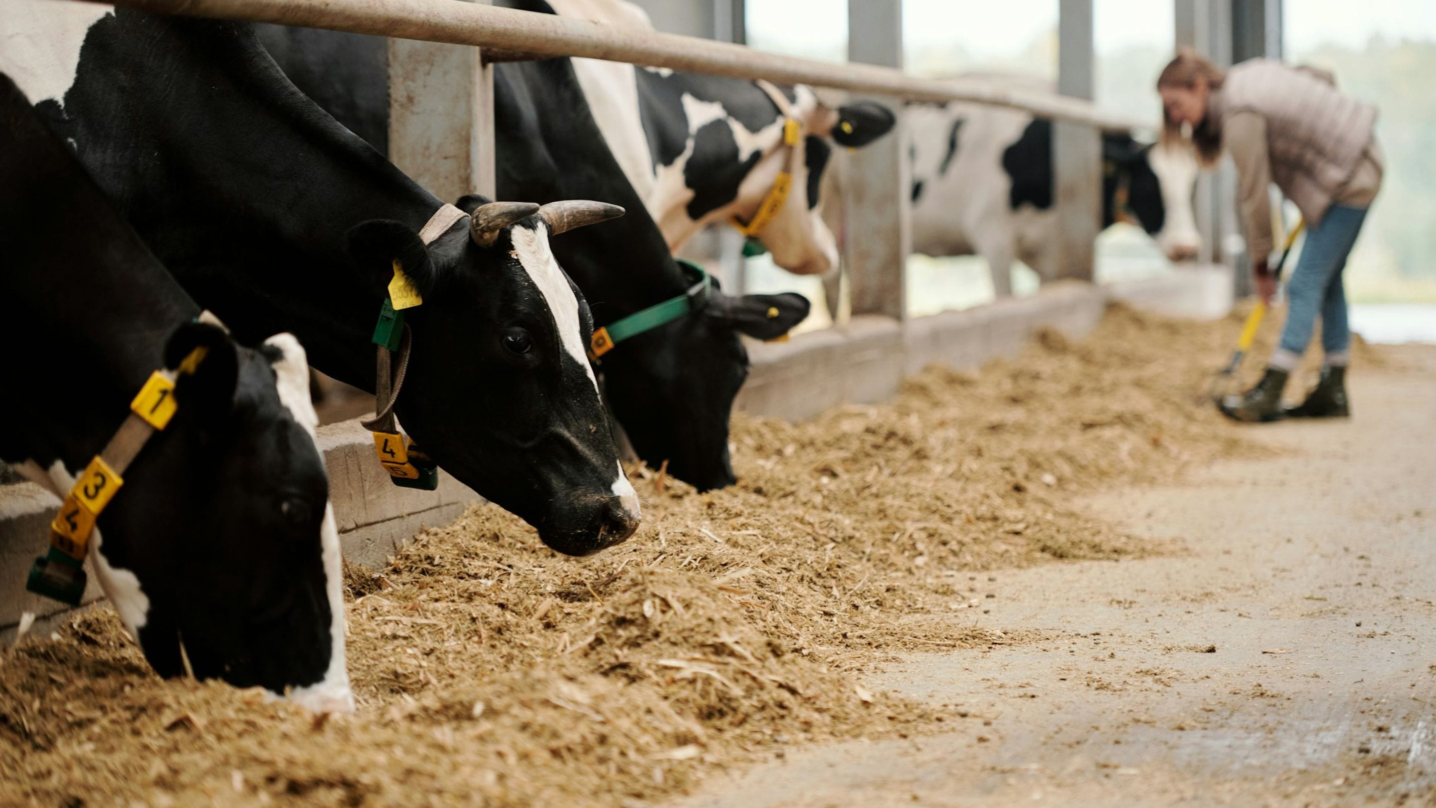 Cows eating barn