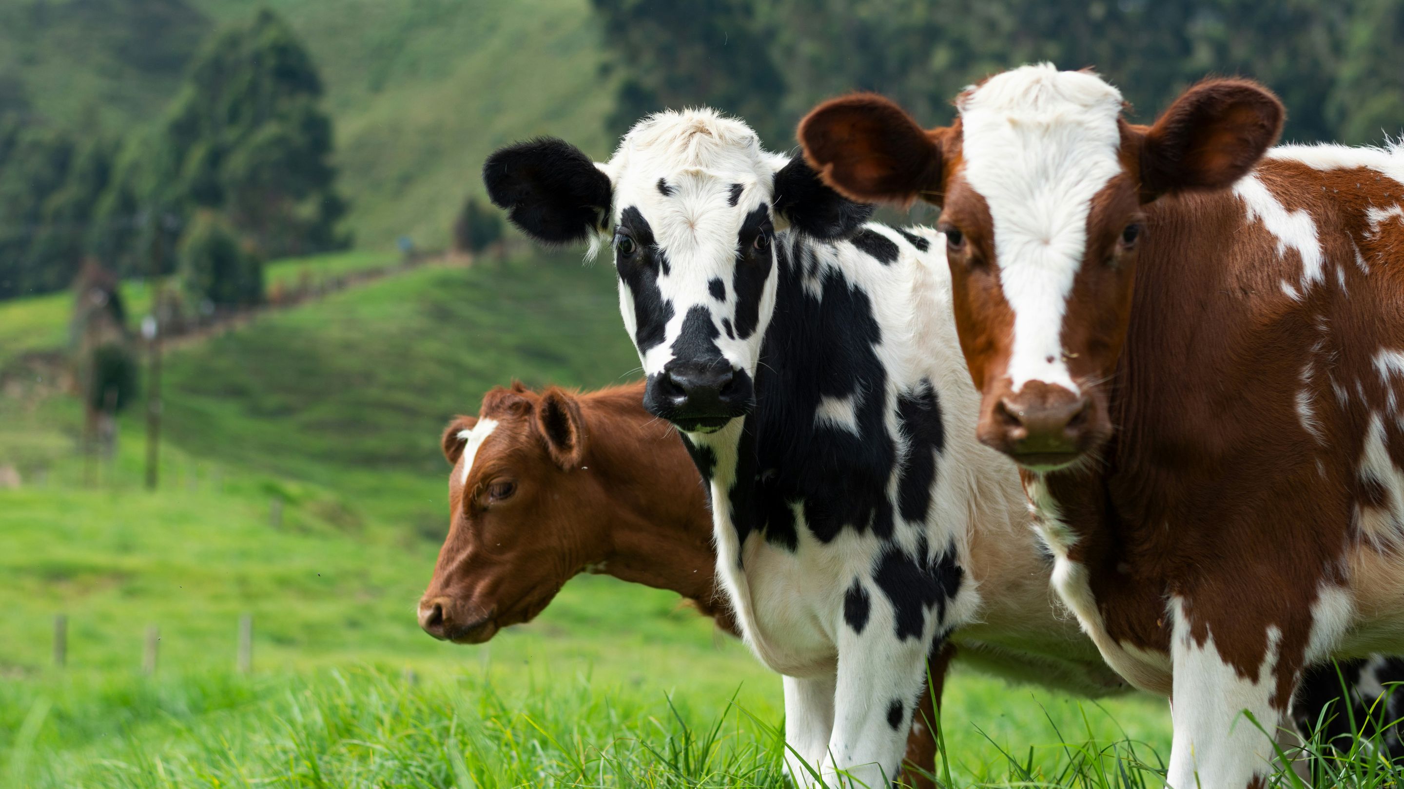 hammer-analysis-mixed-sentiment-in-the-german-dairy-sector