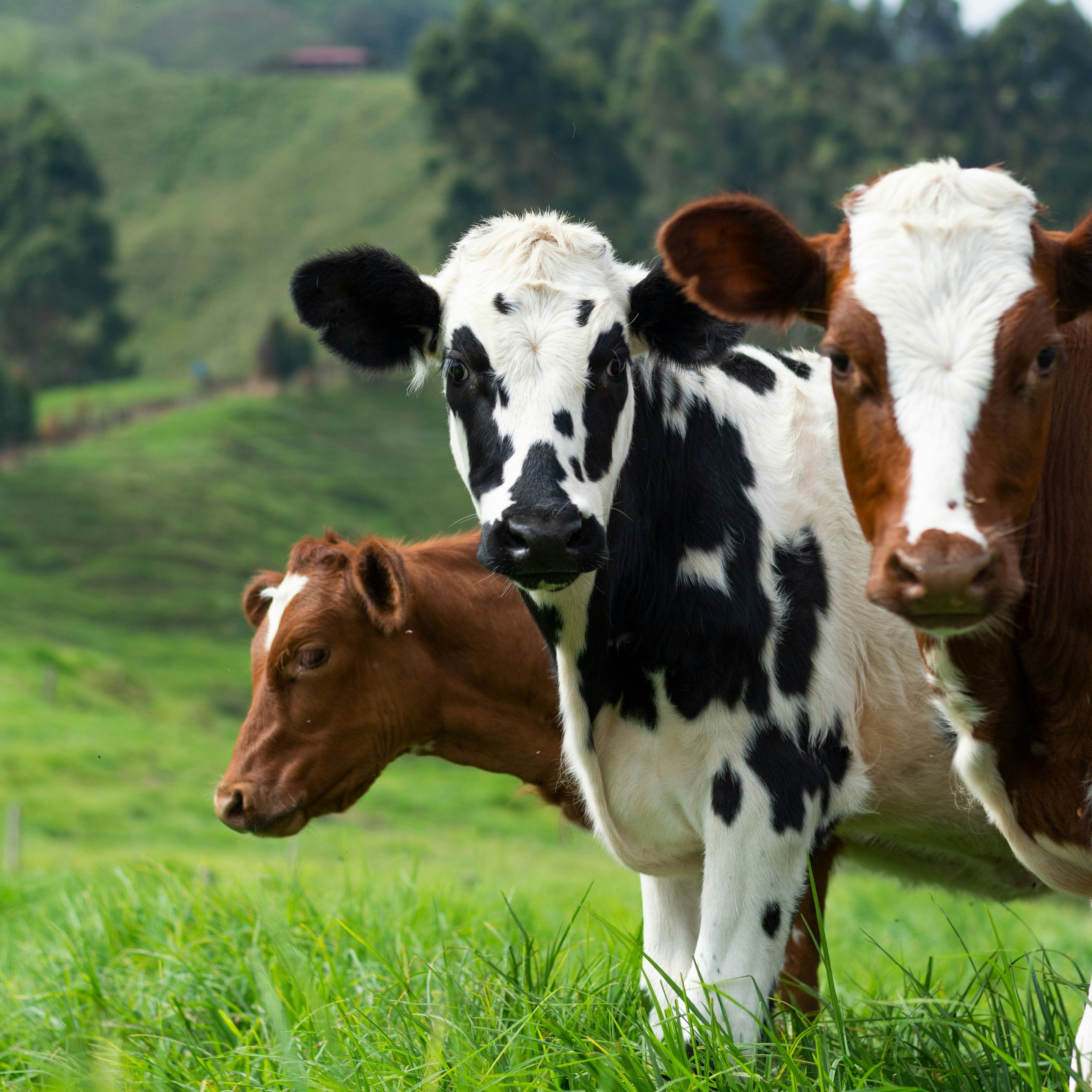 hammer-analysis-mixed-sentiment-in-the-german-dairy-sector