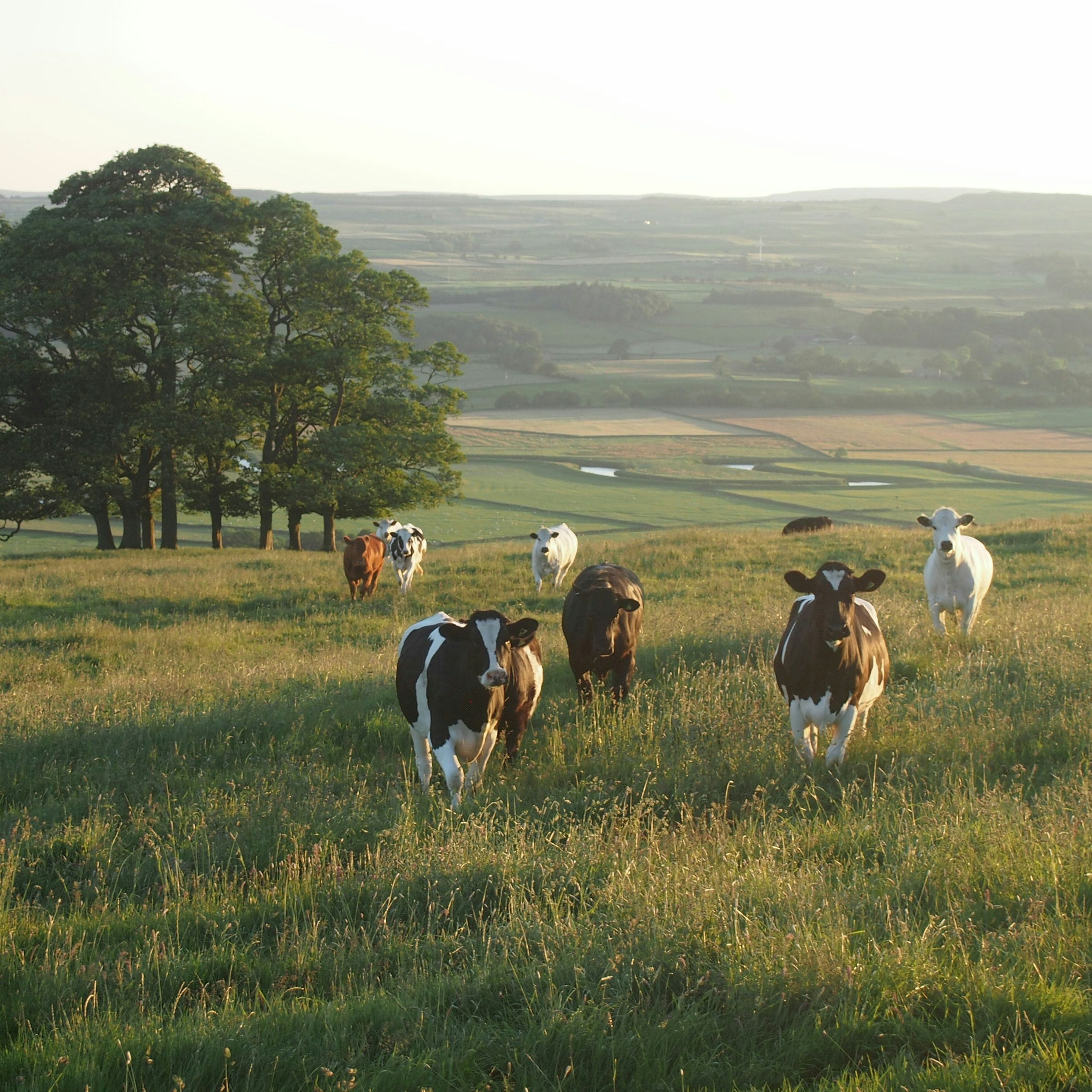 Cows