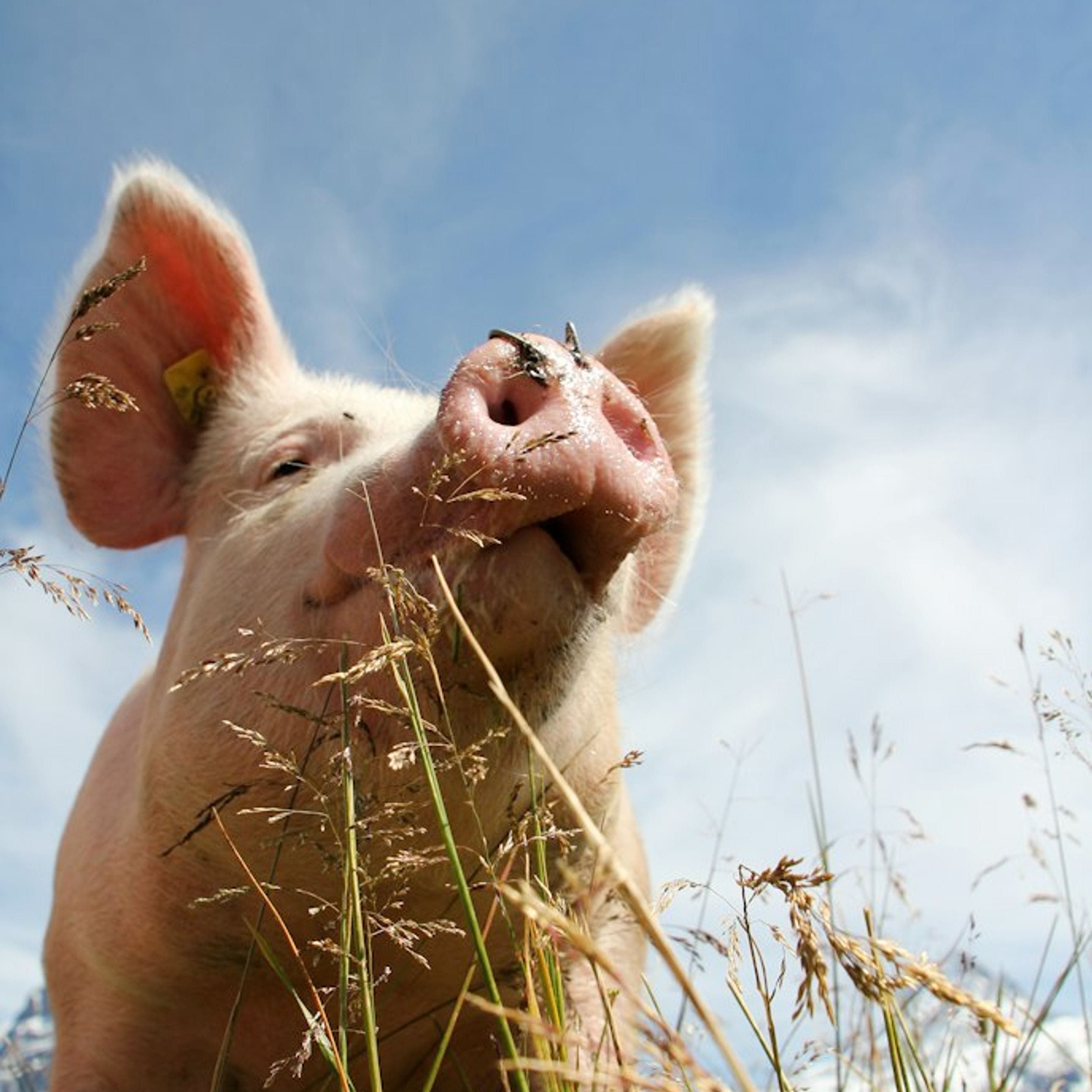 Pig image